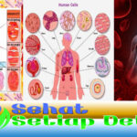 Mengenali Struktur Sel Manusia dan Fungsinya