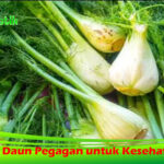 6 Manfaat Daun Pegagan untuk Kesehatan Tubuh