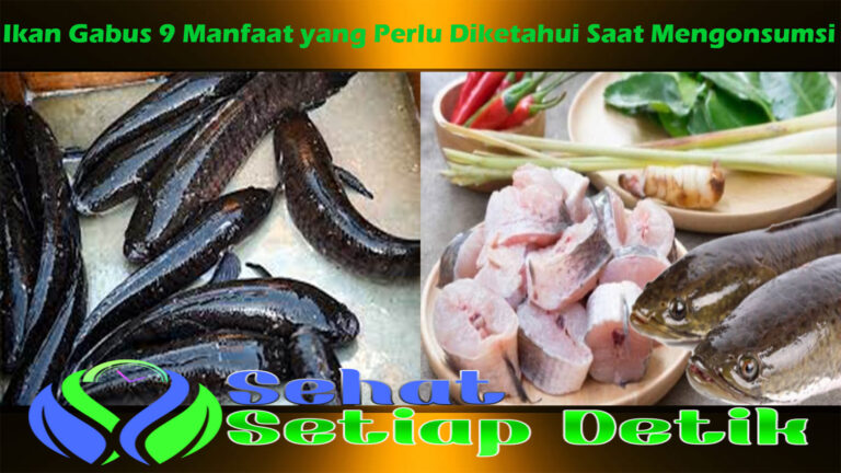 Ikan Gabus 9 Manfaat yang Perlu Diketahui Saat Mengonsumsi